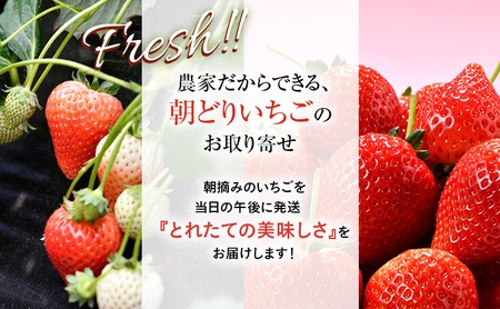 とちあいか 2パック 2027年2月中旬〜2月下旬